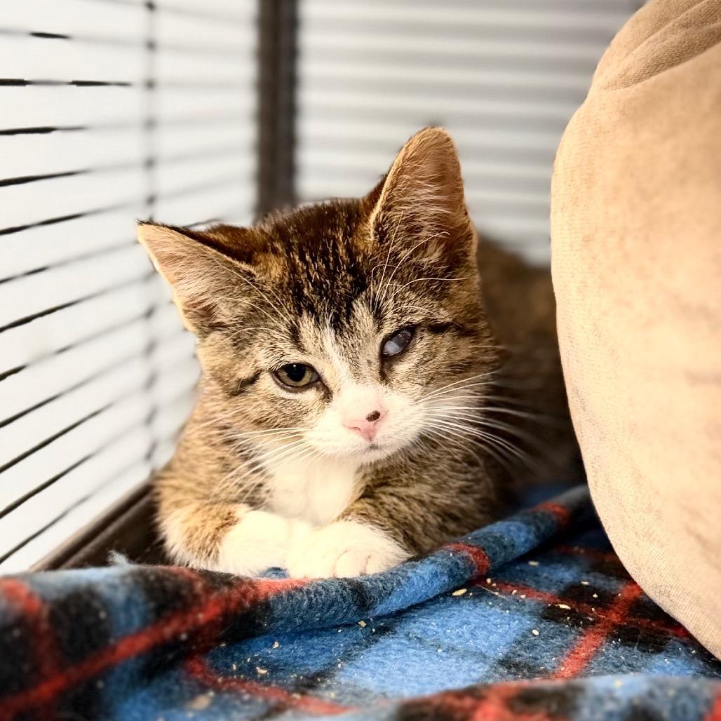 Enlarge Camilla, a Adoptable Domestic Short Hair in Portage, MI image 4/5