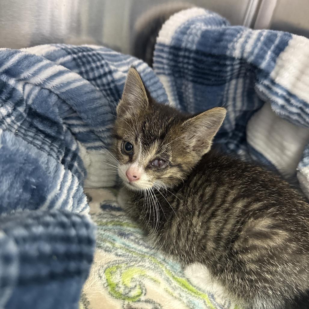 Enlarge Camilla, a Adoptable Domestic Short Hair in Portage, MI image 5/5