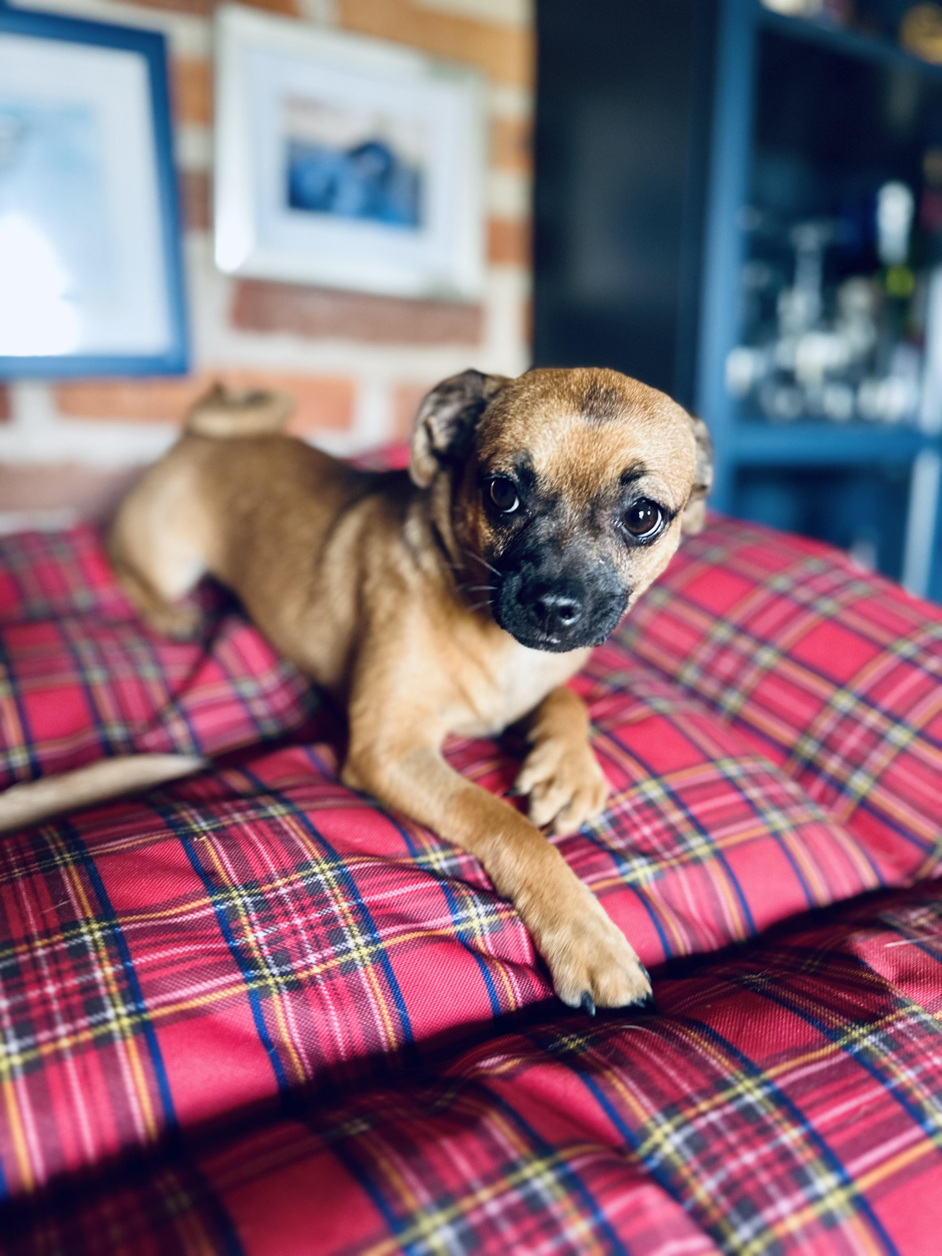 Enlarge Peach, an adopted mixed breed in Encino, CA image 5/6