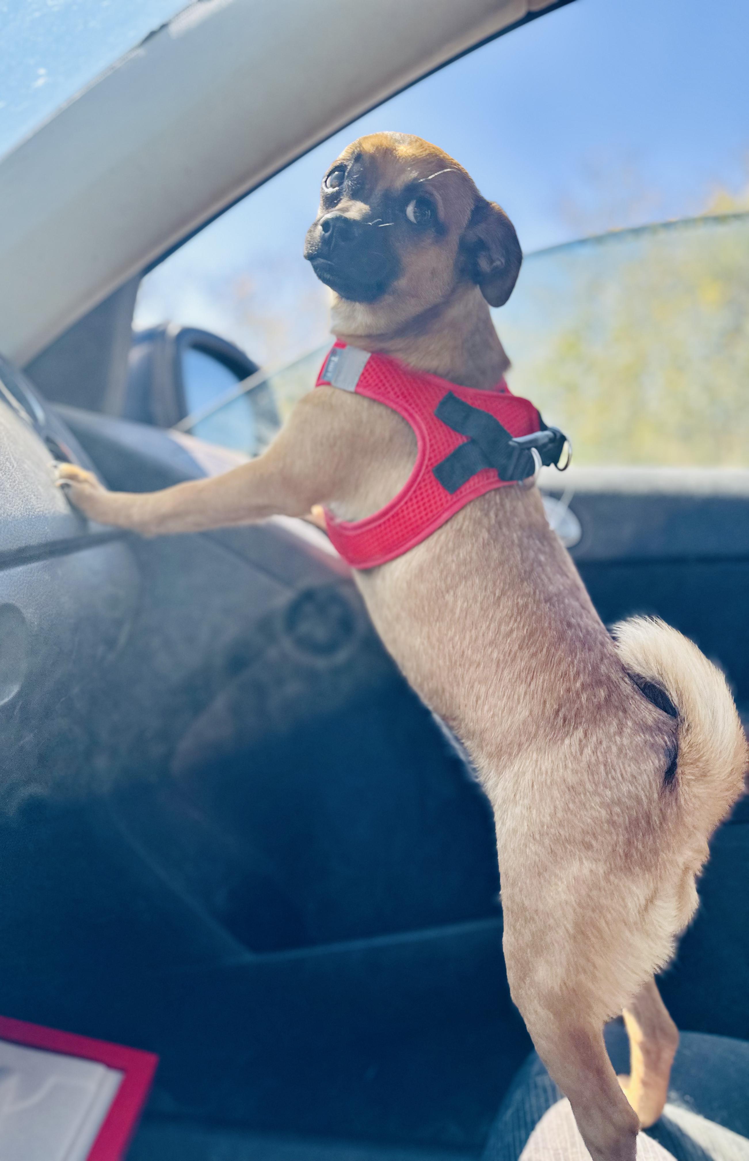 Enlarge Peach, an adopted mixed breed in Encino, CA image 3/6