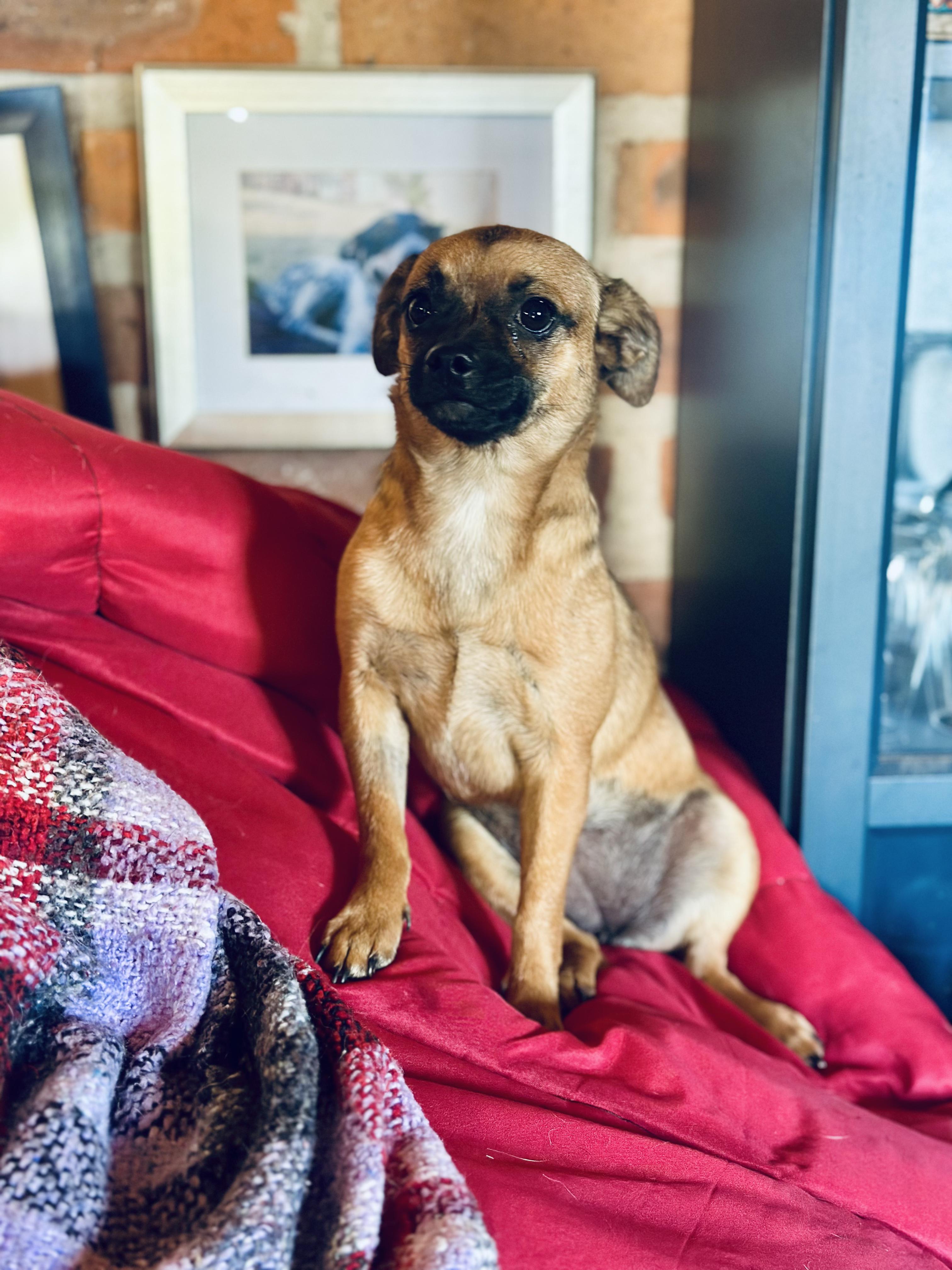 Enlarge Peach, an adopted mixed breed in Encino, CA image 2/6