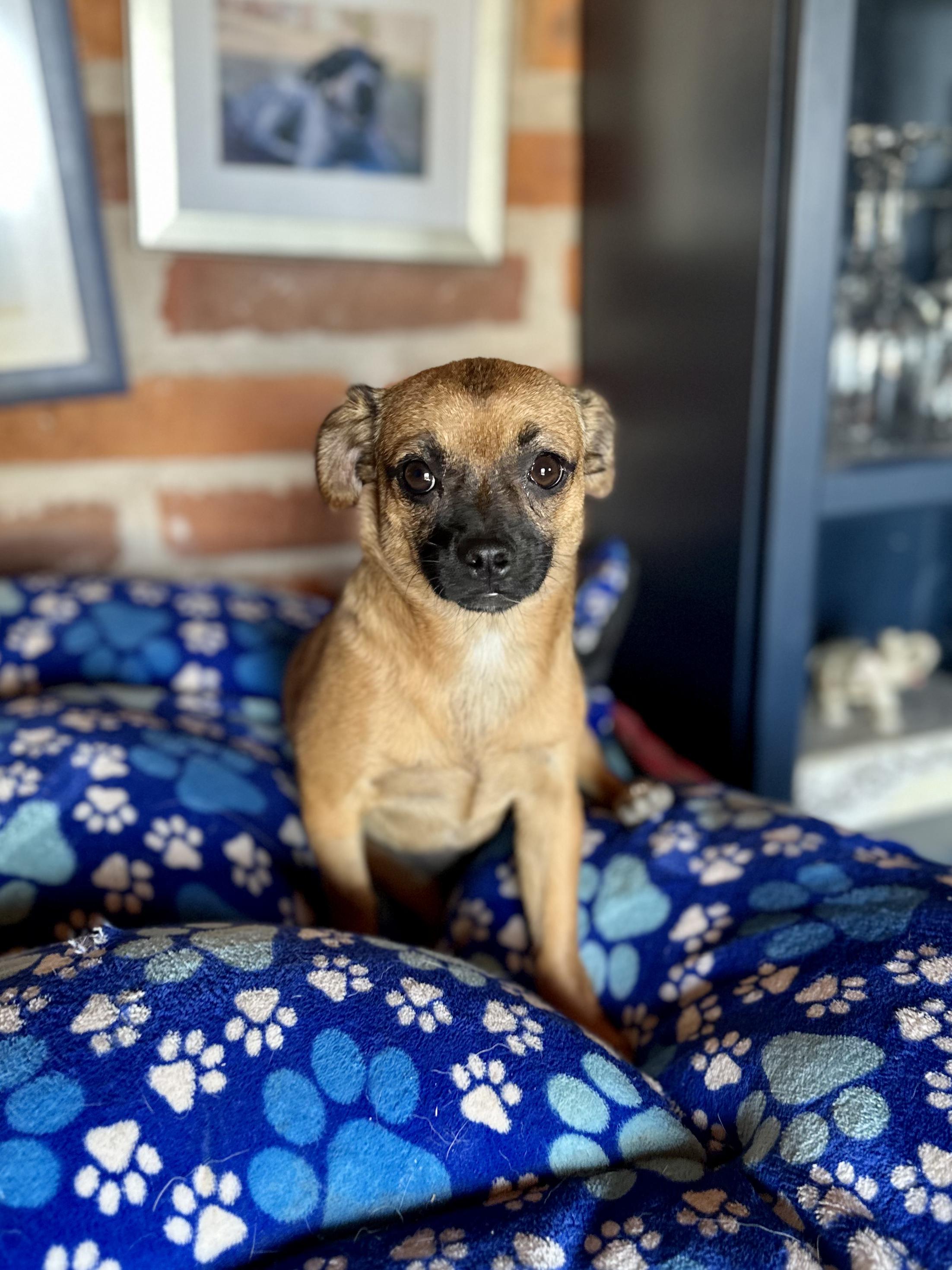 Peach, adopted, Young Female Chihuahua & Pug.