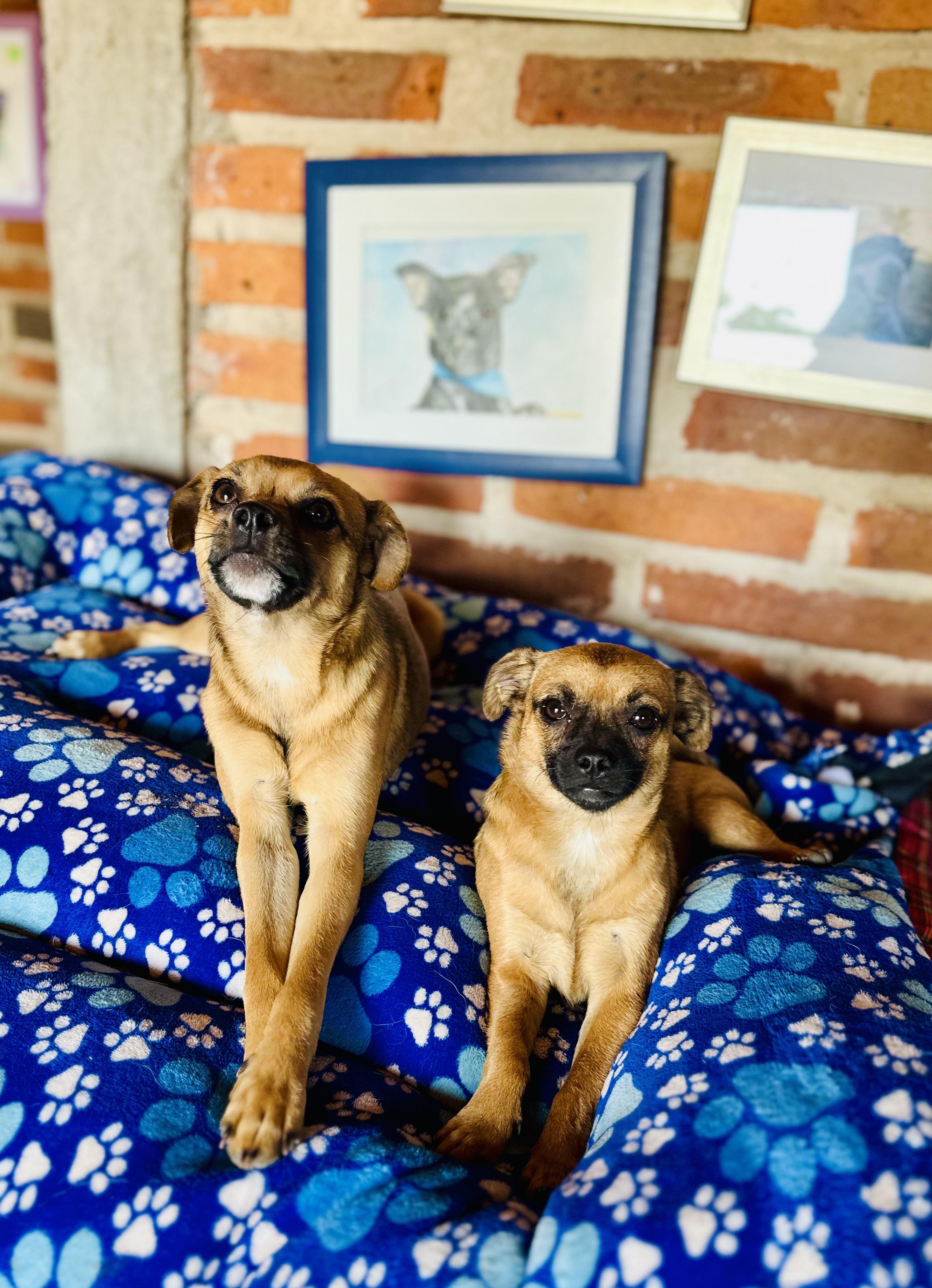 Enlarge Peach, an adopted mixed breed in Encino, CA image 4/6