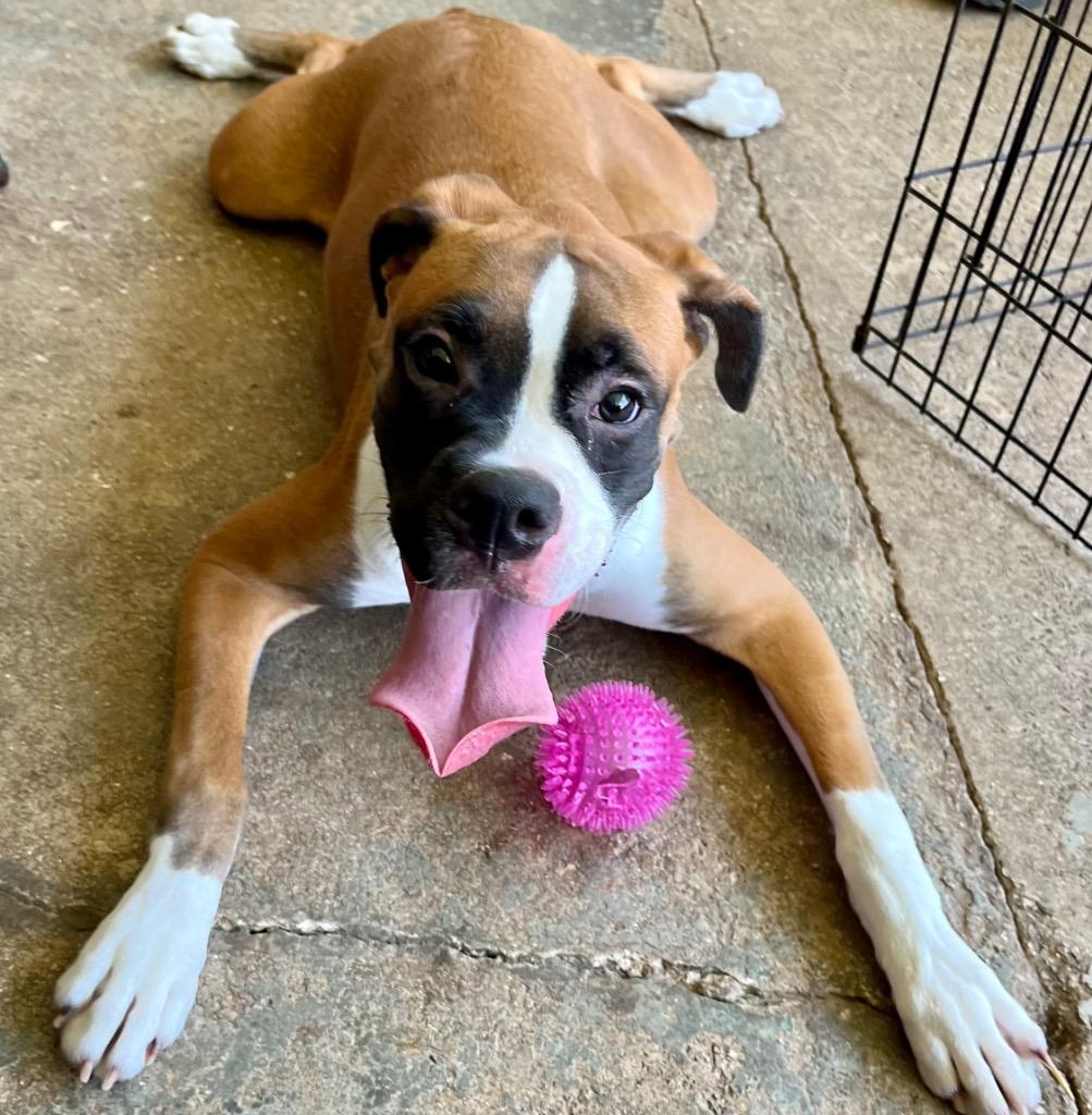 Enlarge Benny, a Adopted Boxer in Fort Myers, FL image 2/4