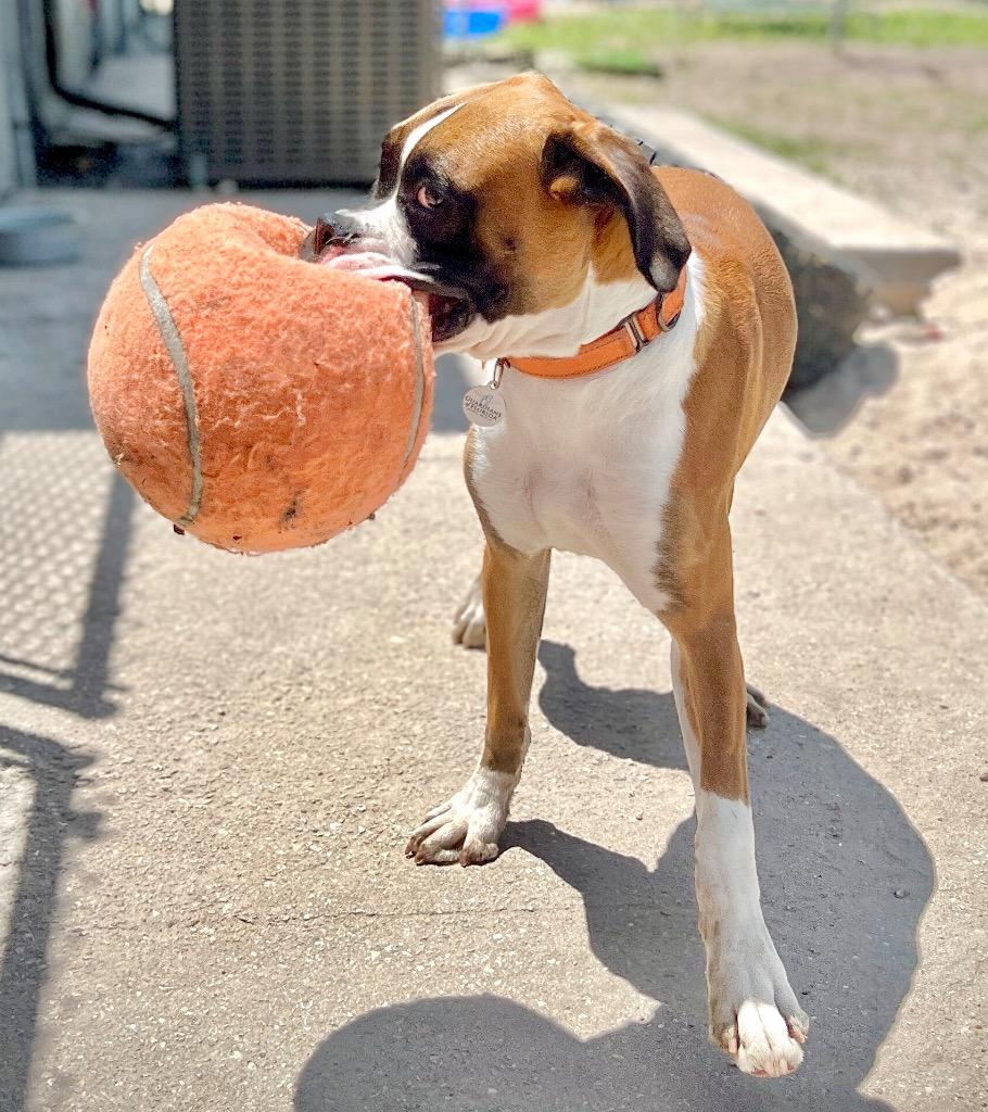 Enlarge Benny, a Adopted Boxer in Fort Myers, FL image 3/4