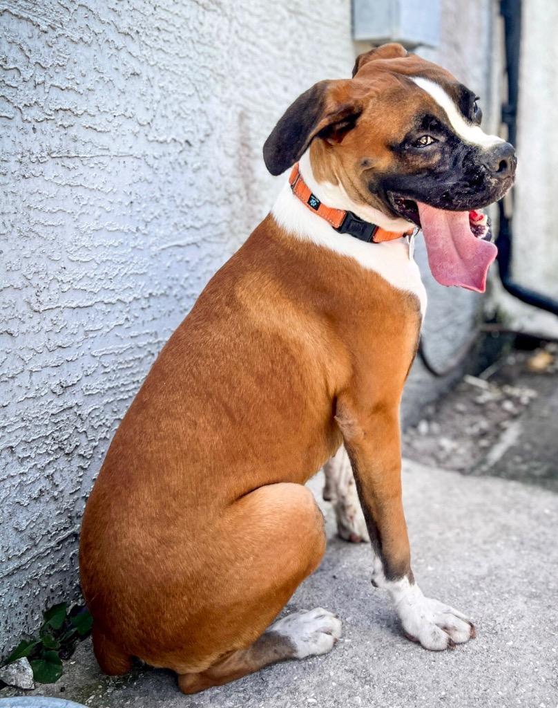 Benny, a Adoptable Boxer in Fort Myers, FL image 2/4