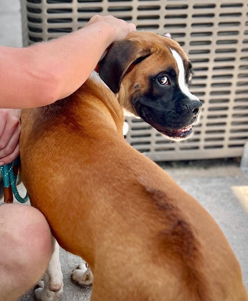 Benny, a Adoptable Boxer in Fort Myers, FL image 4/4