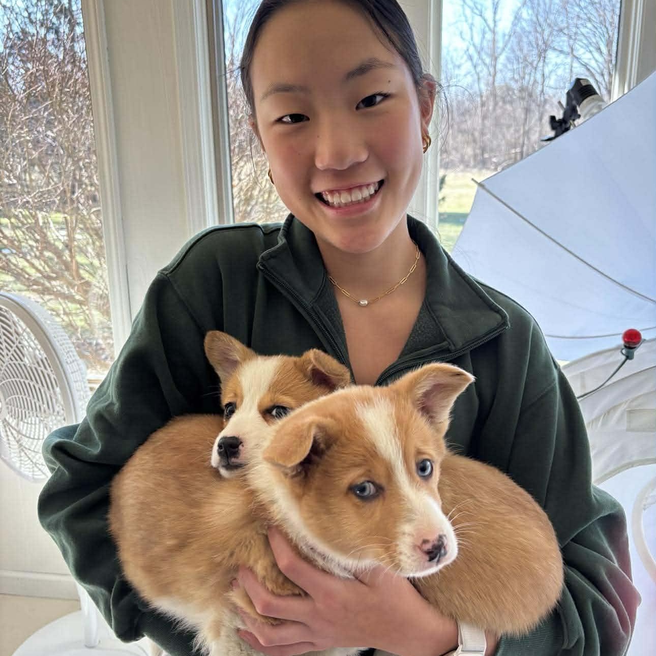Enlarge Toast, an adopted Corgi in Homer Glen, IL image 4/5