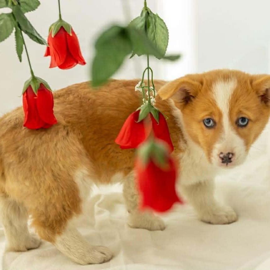 Toast, adopted, Puppy Male Corgi.