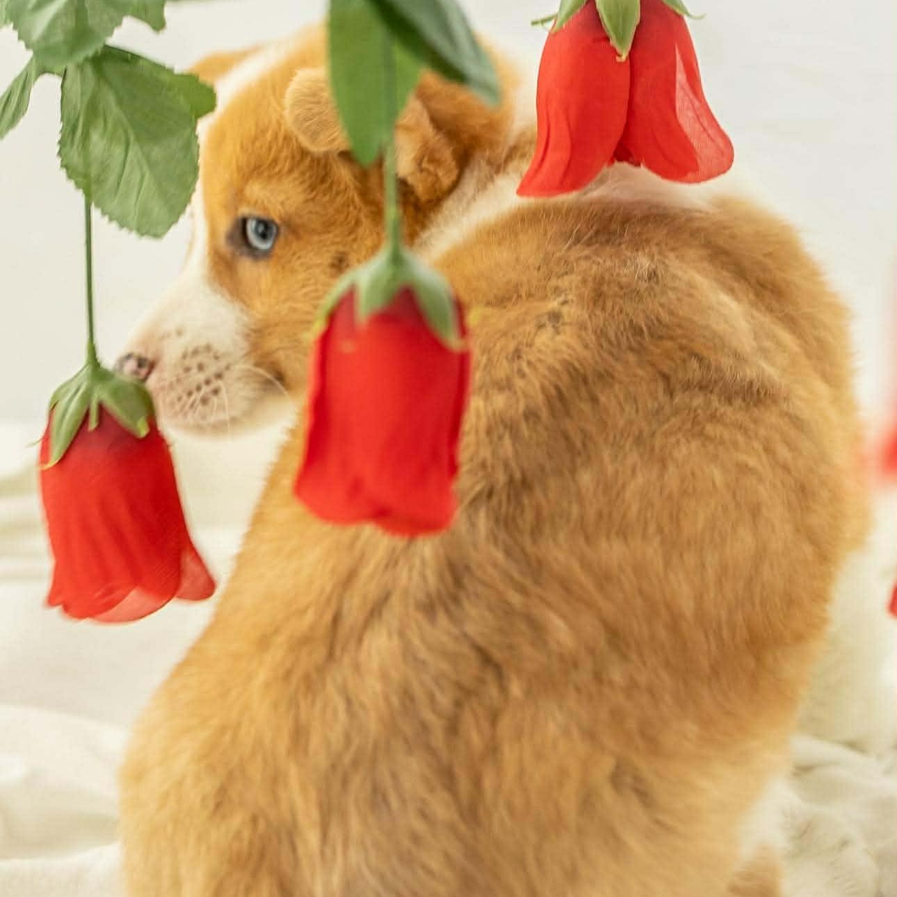 Enlarge Toast, an adopted Corgi in Homer Glen, IL image 3/5