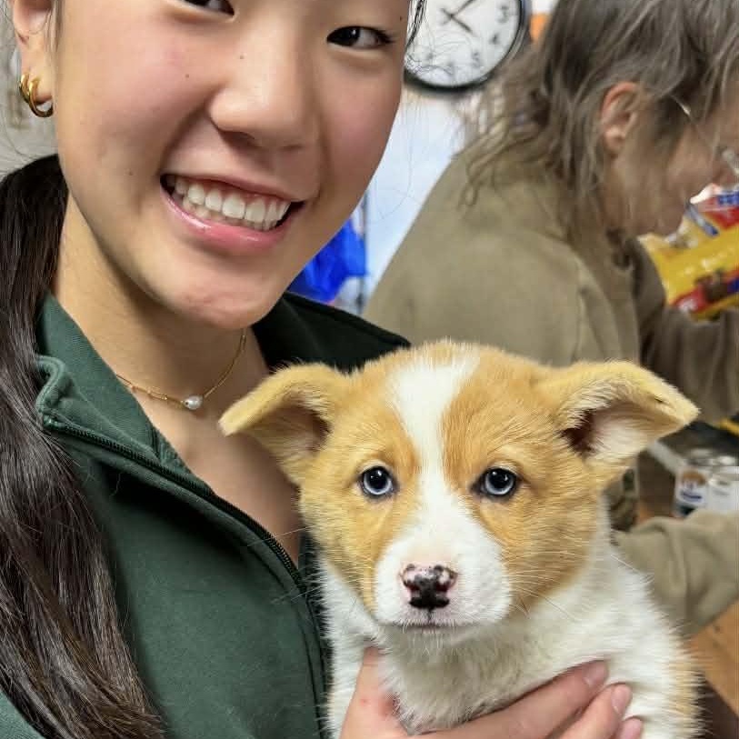 Enlarge Toast, an adopted Corgi in Homer Glen, IL image 2/5