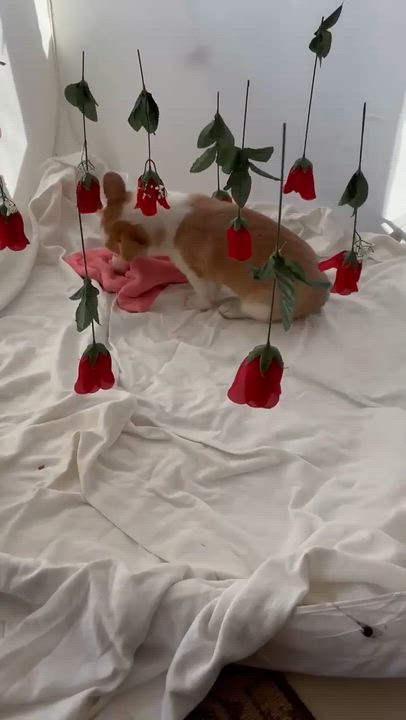 Enlarge Toast, an adopted Corgi in Homer Glen, IL video 5/5