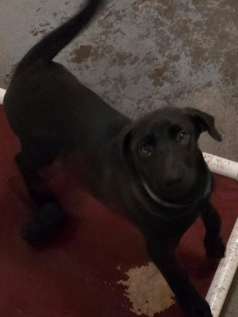 Hannah, Adoptable, Puppy Female Labrador Retriever & German Shepherd Dog.