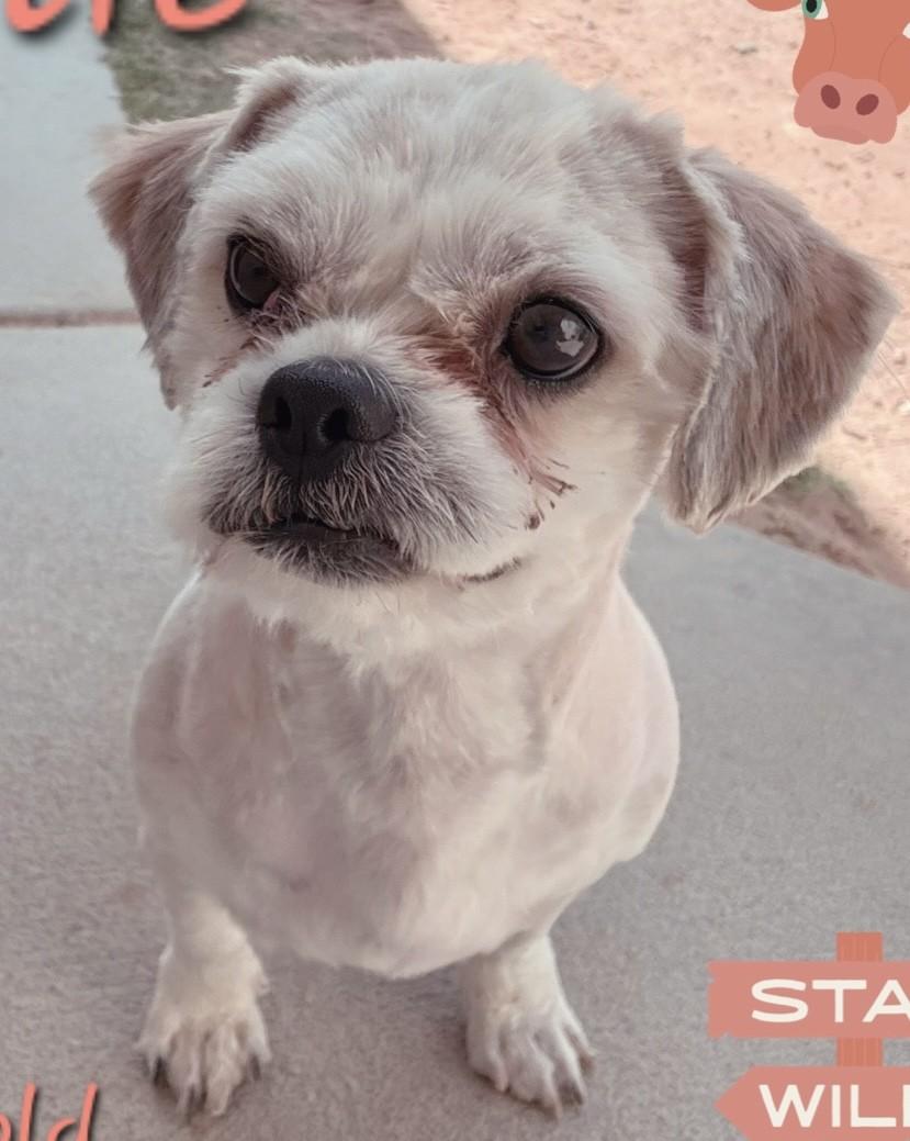 ARTIE, ADOPTABLE, Adult Male Shih Tzu.