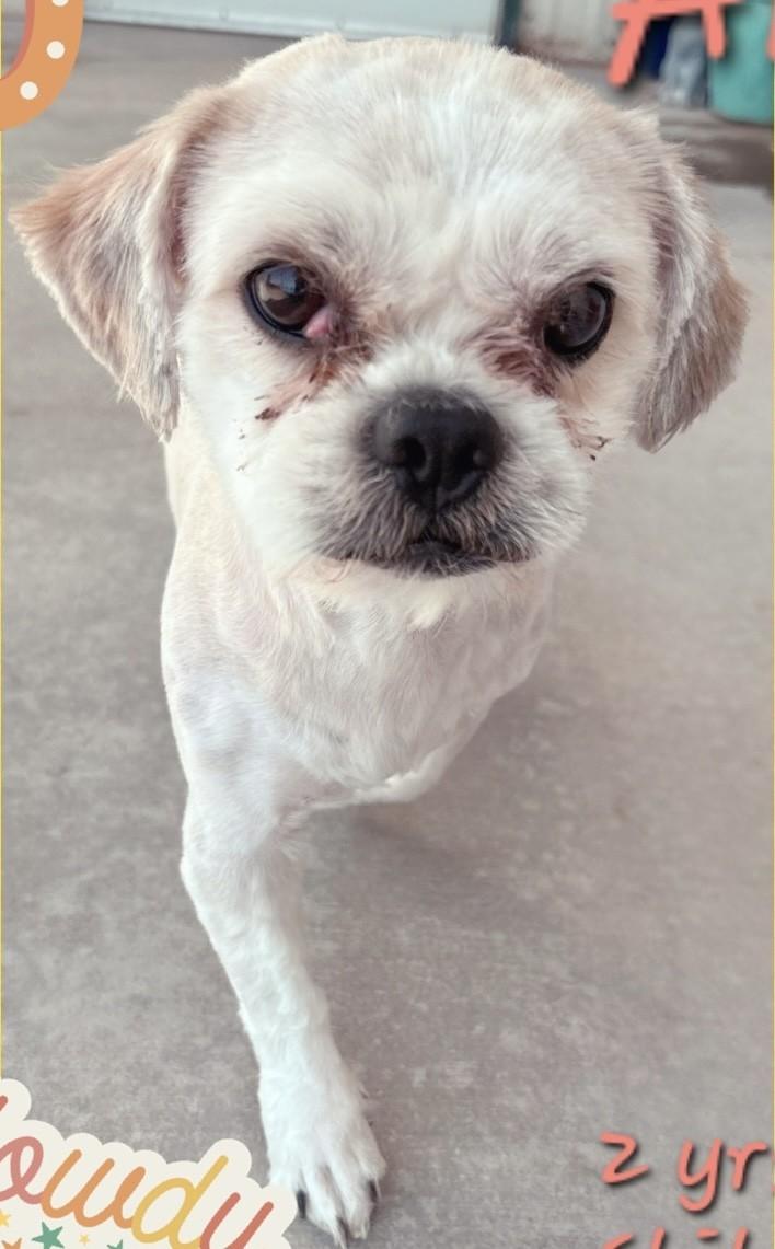 Enlarge ARTIE, a ADOPTABLE Shih Tzu in fort worth, TX image 2/3