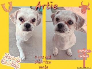Enlarge ARTIE, a ADOPTABLE Shih Tzu in fort worth, TX image 3/3