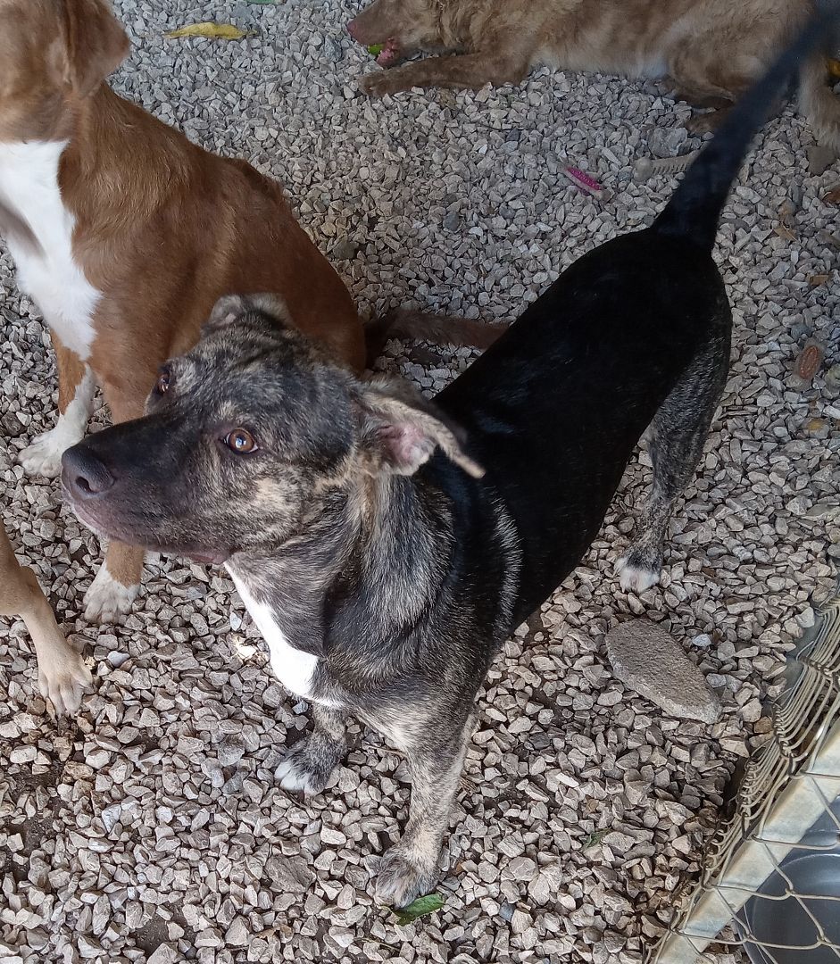Kylo (NY), adoptable, Young Male Mixed Breed.