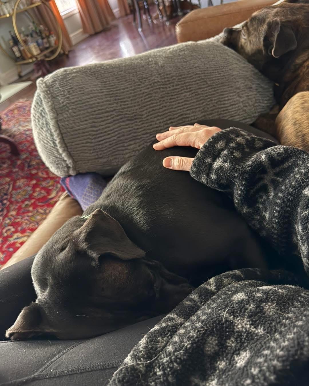 Enlarge Chui, a ADOPTABLE mixed breed in Manhattan, KS image 3/4