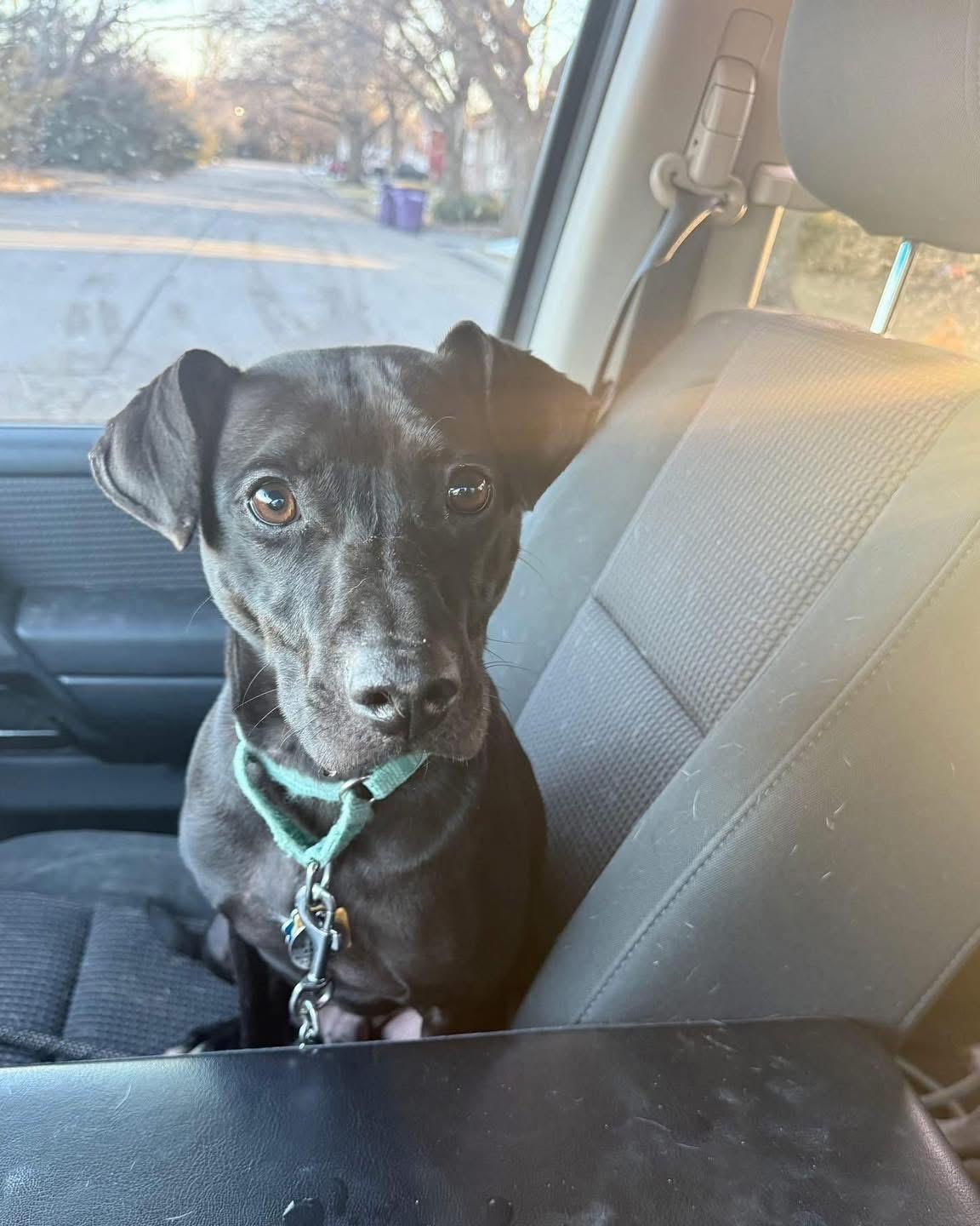 Chui, ADOPTABLE, Young Male Black Labrador Retriever & Terrier.