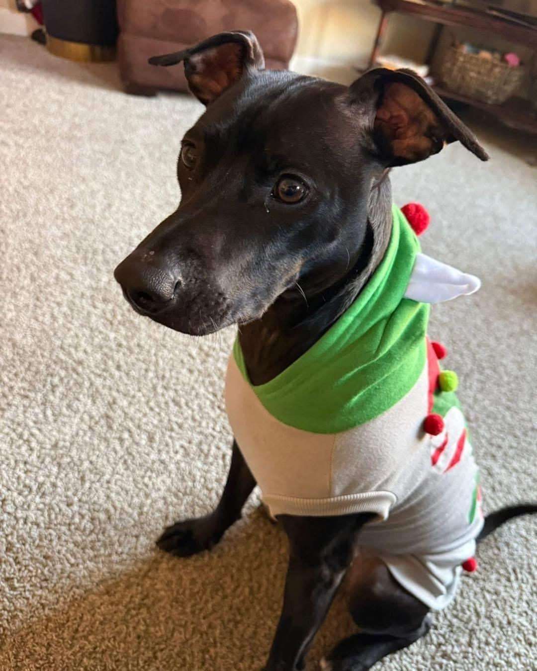 Enlarge Chui, a ADOPTABLE mixed breed in Manhattan, KS image 2/4