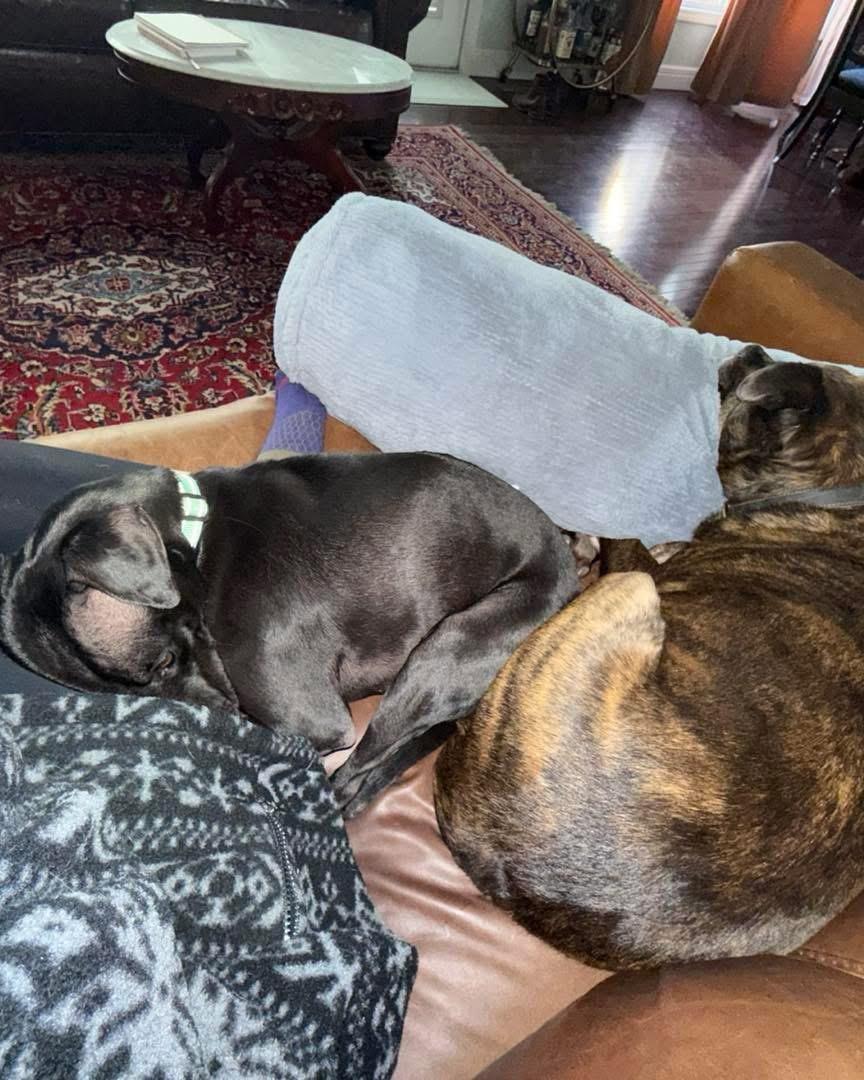 Enlarge Chui, a ADOPTABLE mixed breed in Manhattan, KS image 4/4