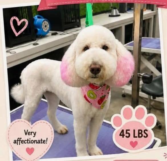 Brie, Adoptable, Adult Female Golden Retriever & Poodle.