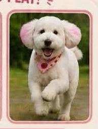 Enlarge Brie, a Adoptable mixed breed in Waxhaw, NC image 2/2
