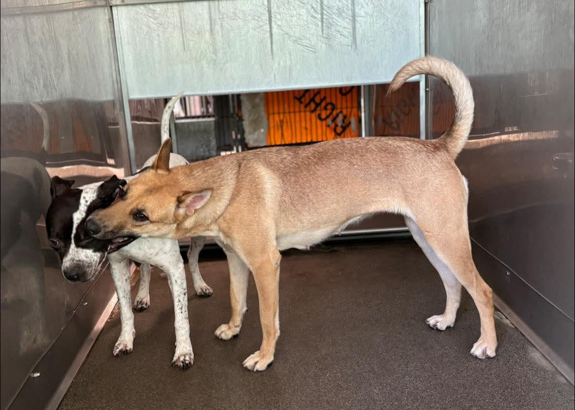 Enlarge Patti , a Adoptable mixed breed in Palm Desert, CA image 3/6