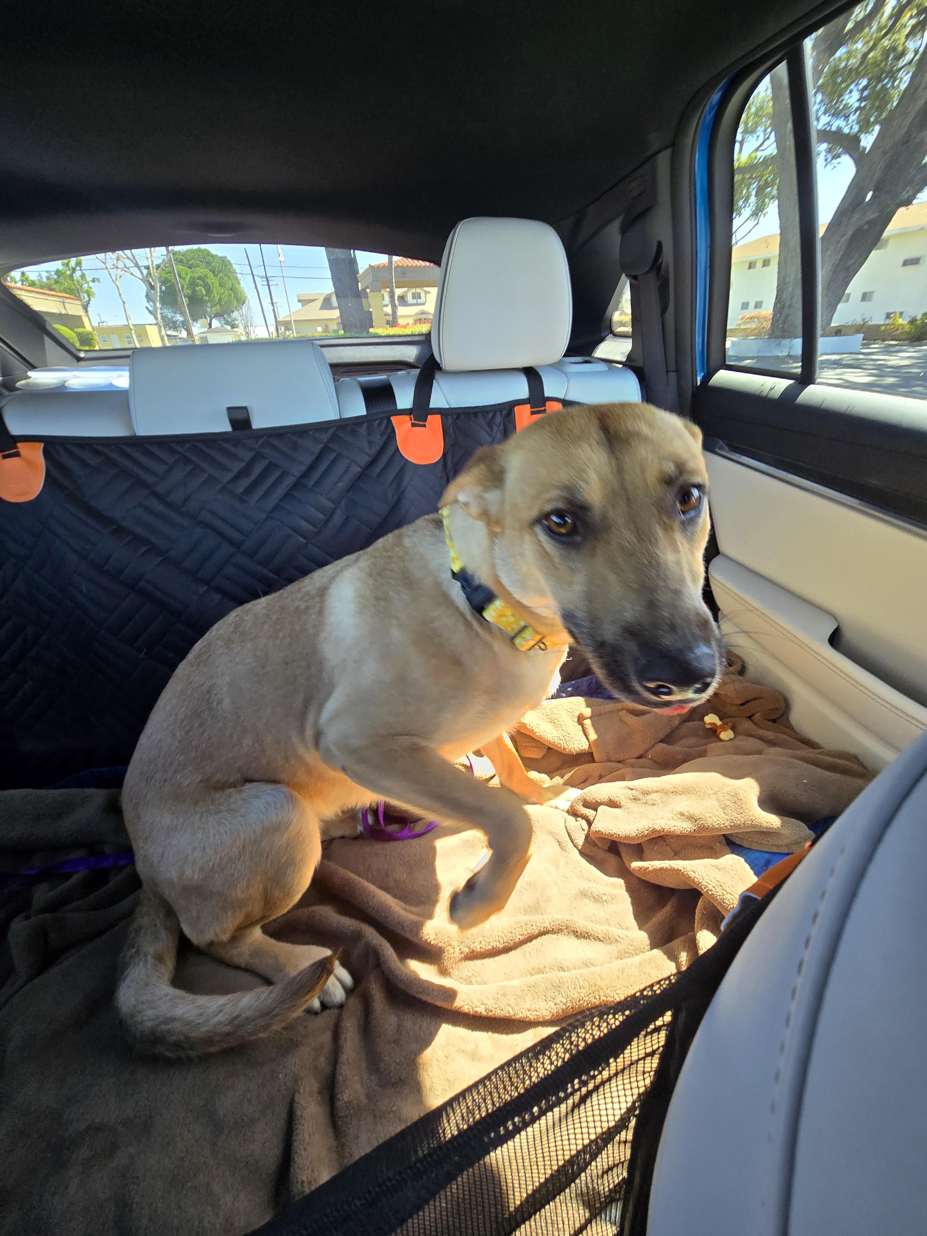 Enlarge Patti , a Adoptable mixed breed in Palm Desert, CA image 4/6
