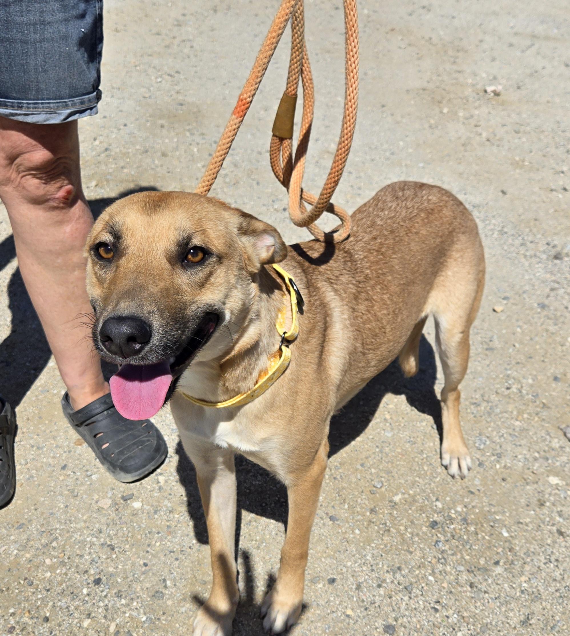 Enlarge Patti , a Adoptable mixed breed in Palm Desert, CA image 6/6