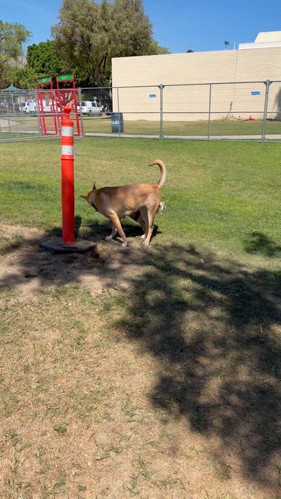 Enlarge Patti , a Adoptable mixed breed in Palm Desert, CA video 2/6