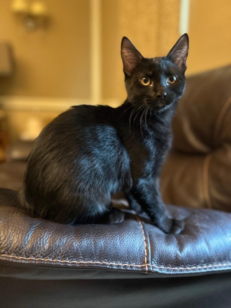 Kiwi26, Adoptable, Kitten Female Domestic Short Hair.