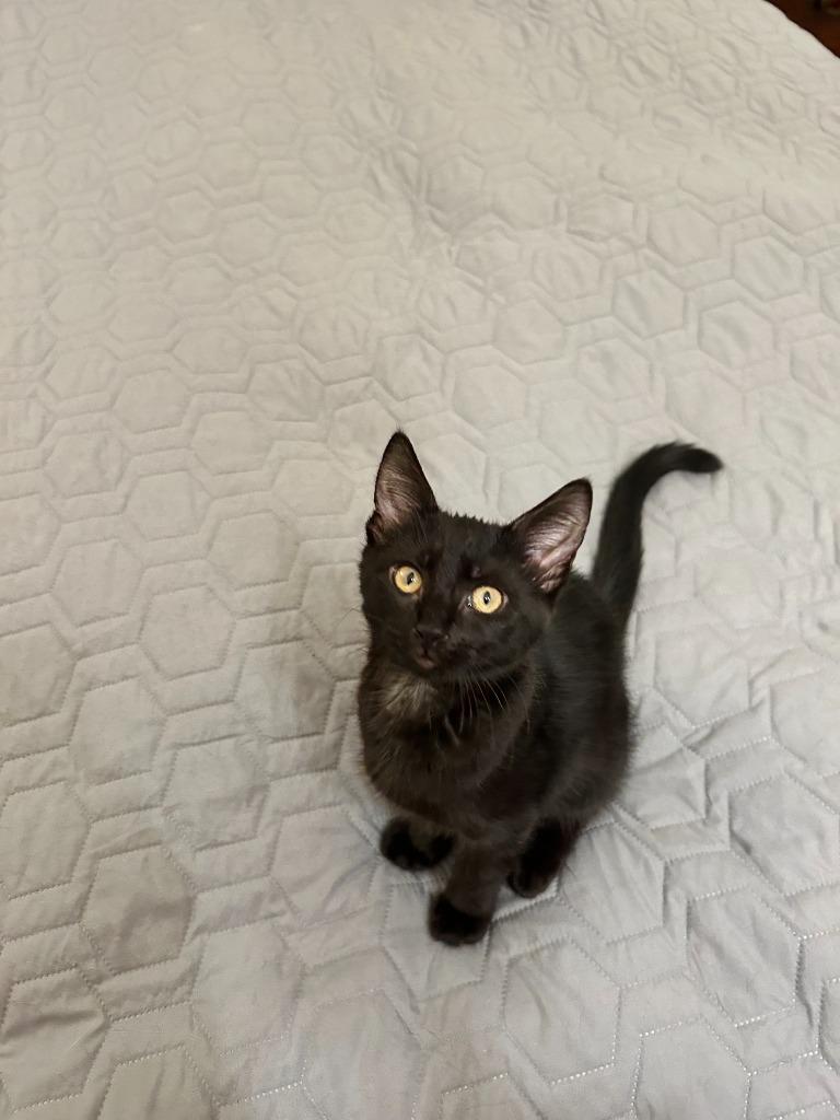 Enlarge Kiwi26, a Adoptable mixed breed in Youngsville, NC image 2/5
