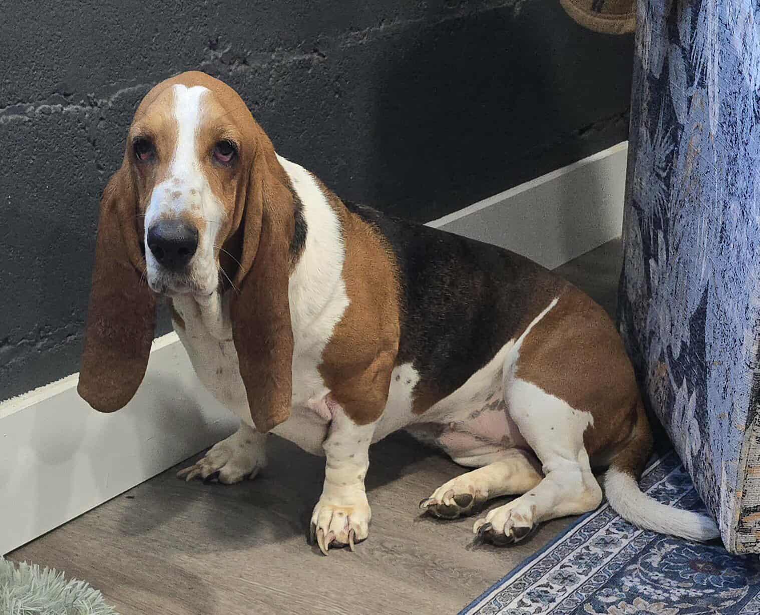 Delphinus (bonded with Capella)