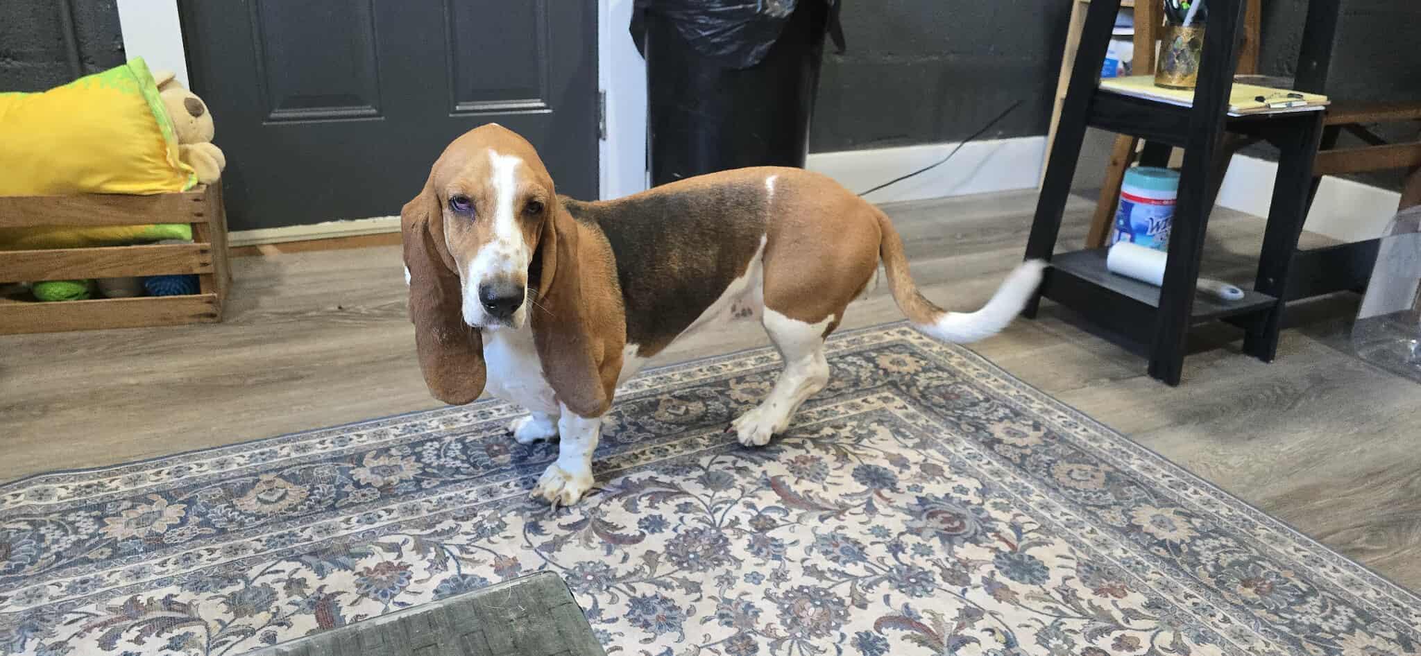 Delphinus (bonded with Capella)