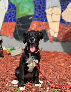 Enlarge DENIM, a Adoptable Boxer in Miami, FL image 1/1