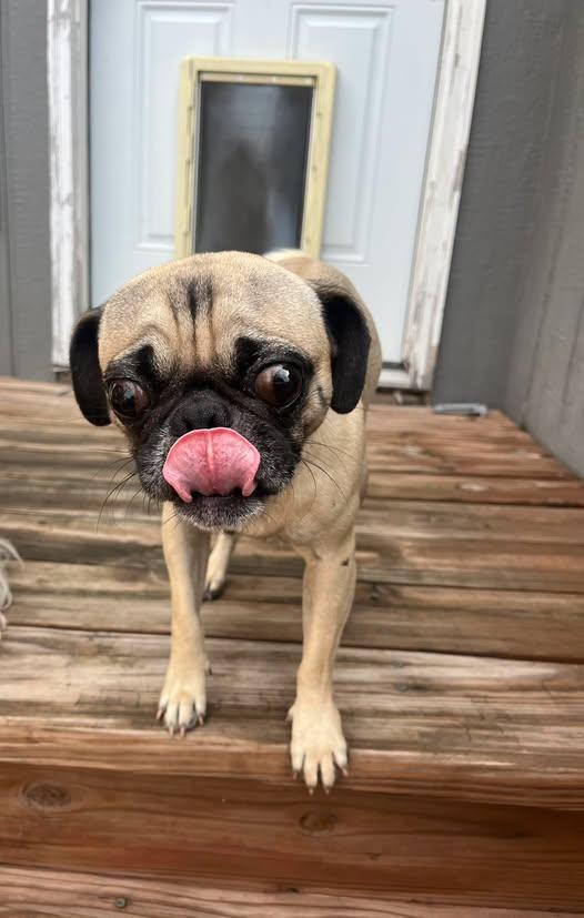 Enlarge Clyde, an adopted Pug in Blue Springs, MO image 1/2