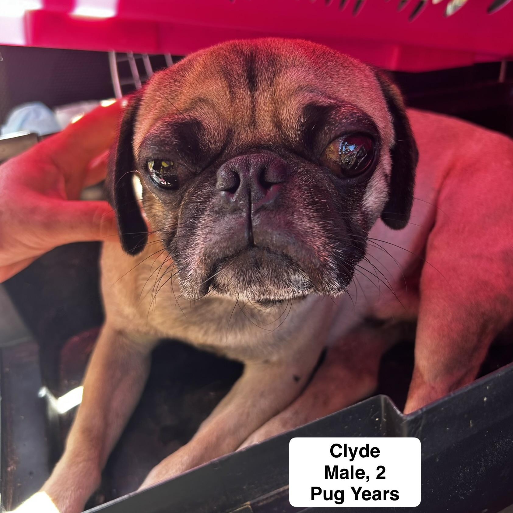 Enlarge Clyde, an adopted Pug in Blue Springs, MO image 2/2