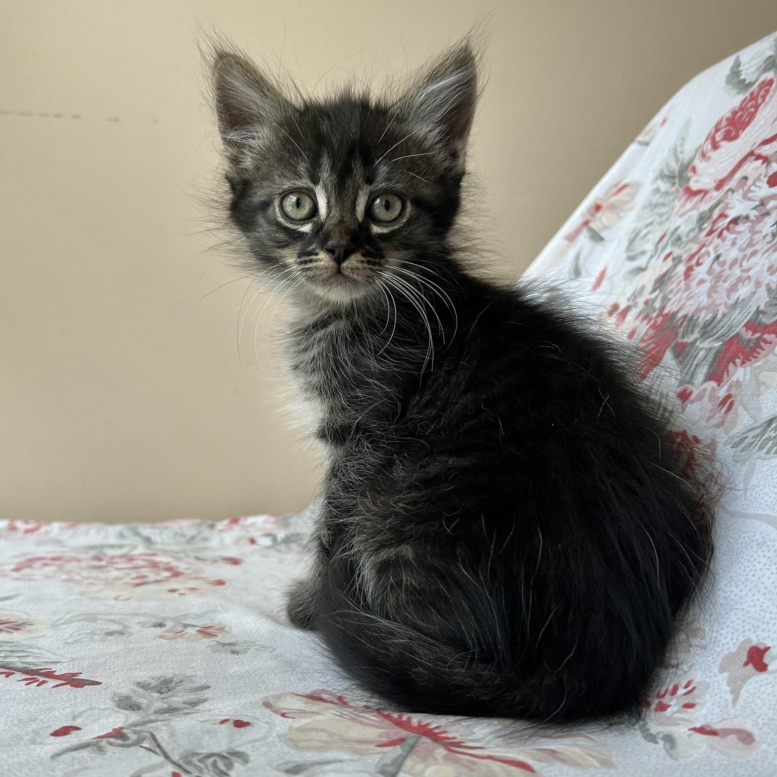 Polly, a Adoptable Domestic Long Hair in Seymour, TN image 2/2