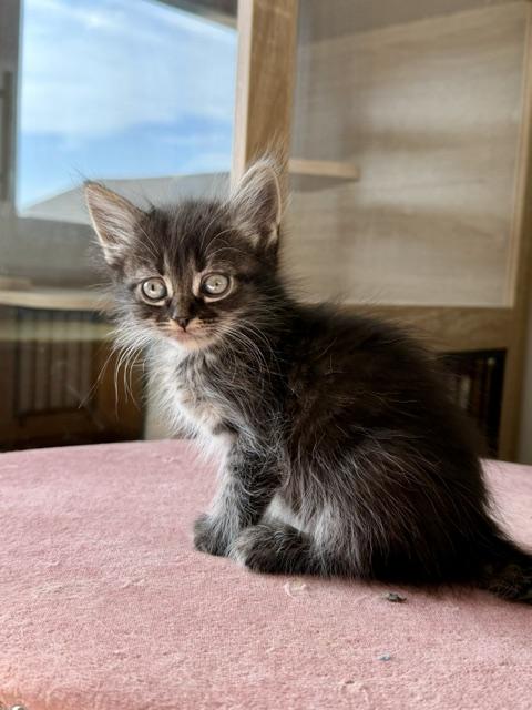 Polly, Adoptable, Kitten Female Domestic Long Hair.