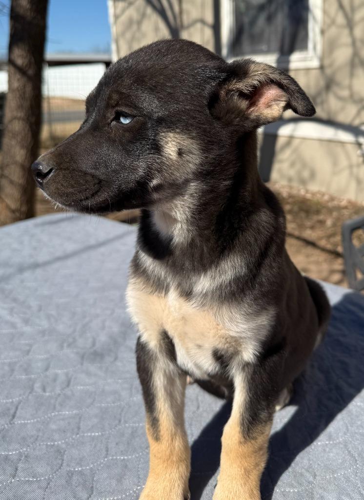 Enlarge Mira, a Adoptable mixed breed in Junction, TX image 1/3