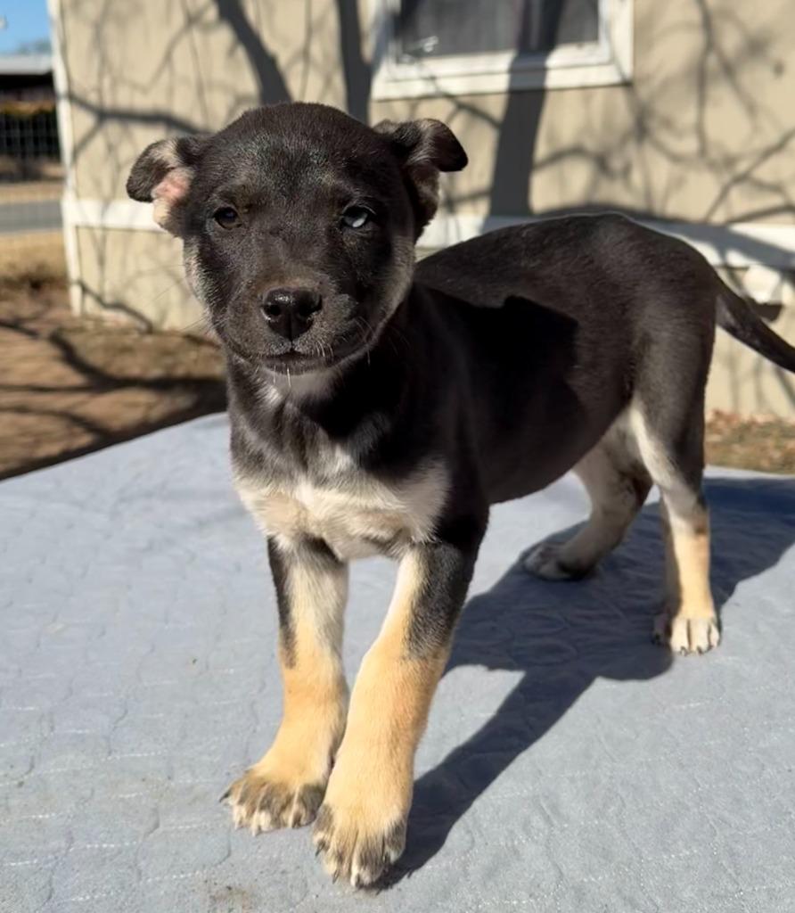 Enlarge Mira, a Adoptable mixed breed in Junction, TX image 2/3