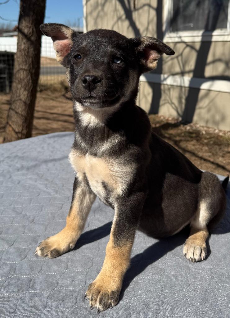 Enlarge Mira, a Adoptable mixed breed in Junction, TX image 3/3