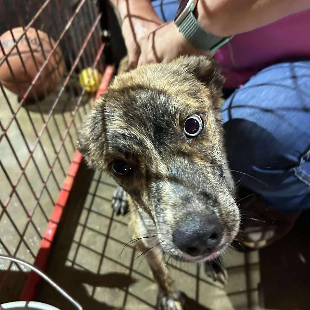 Kovu, Adoptable, Young Male Dutch Shepherd & Australian Shepherd.