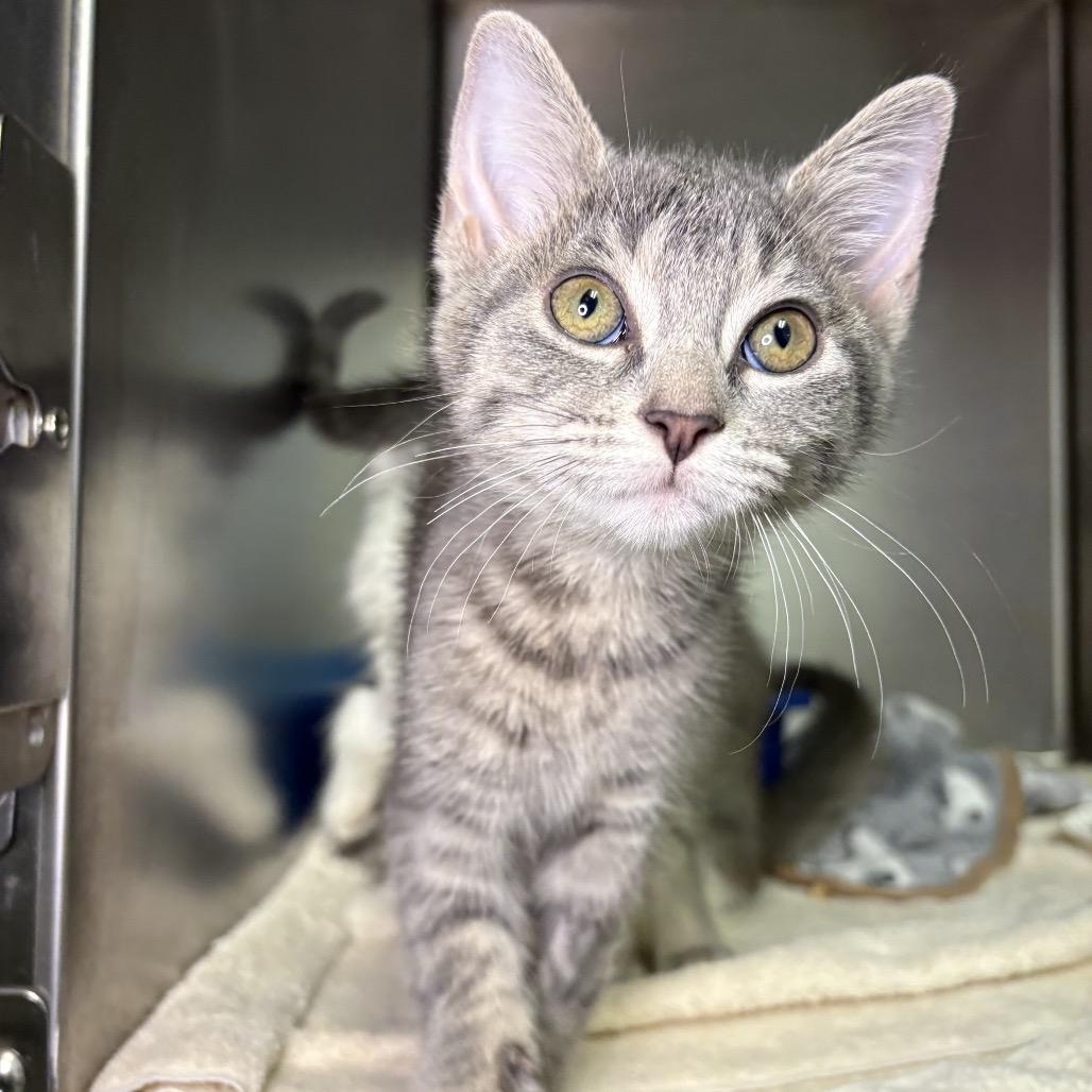 Sadie, Adoptable, Kitten Female Domestic Short Hair.