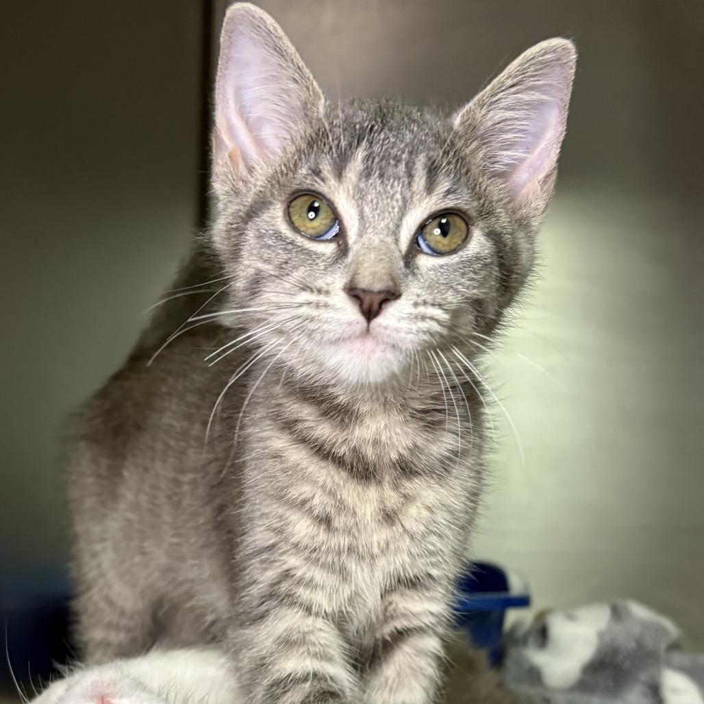 Enlarge Sadie, a Adoptable Domestic Short Hair in Arden, NC image 2/3