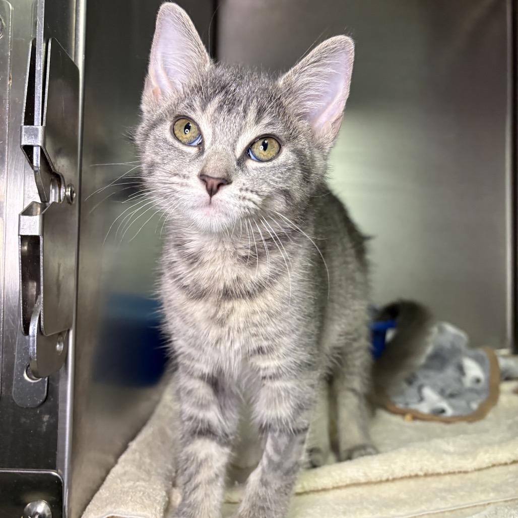 Enlarge Sadie, a Adoptable Domestic Short Hair in Arden, NC image 3/3