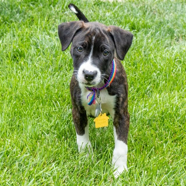 Enlarge BAILEY, a Adoptable mixed breed in St. Louis, MO image 1/1
