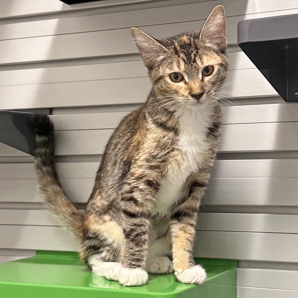 Enlarge Lyra, a Adoptable Domestic Short Hair in Hailey, ID image 1/3