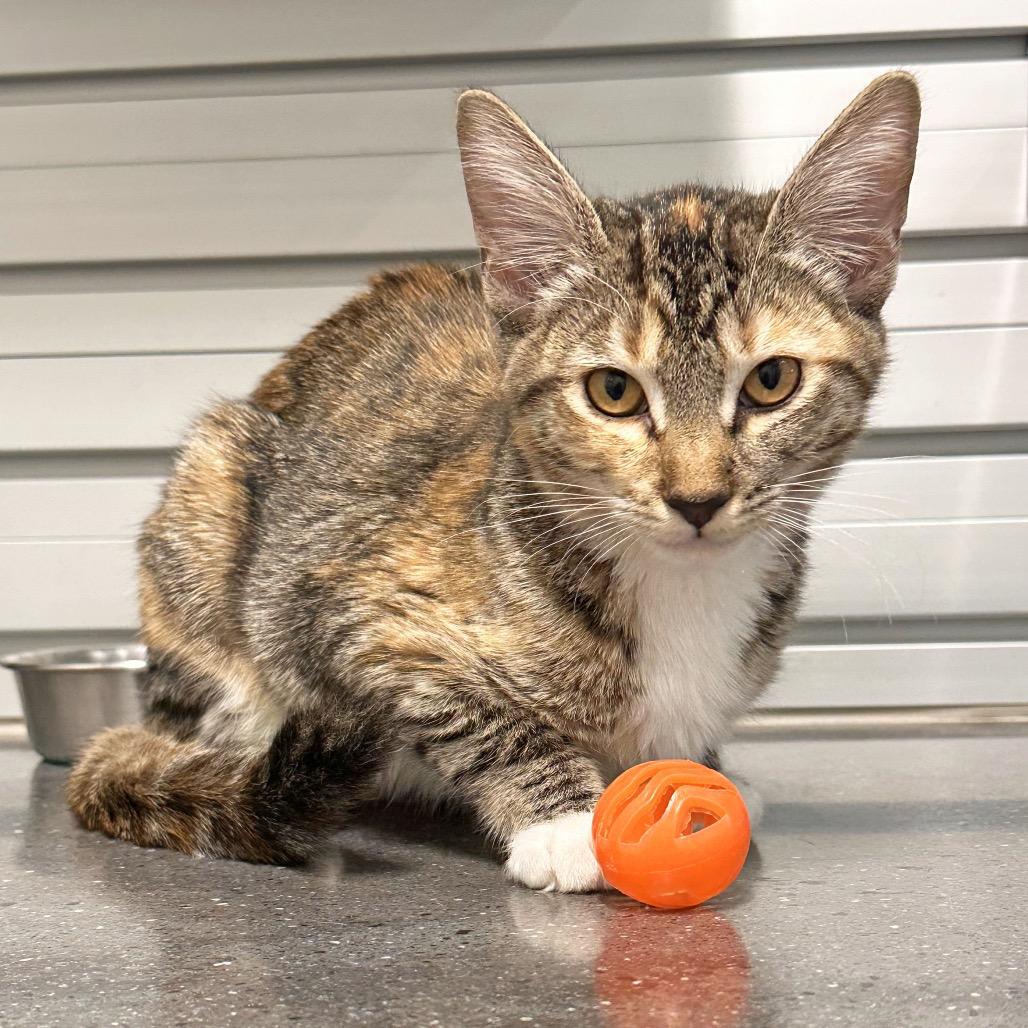 Enlarge Lyra, a Adoptable Domestic Short Hair in Hailey, ID image 2/3